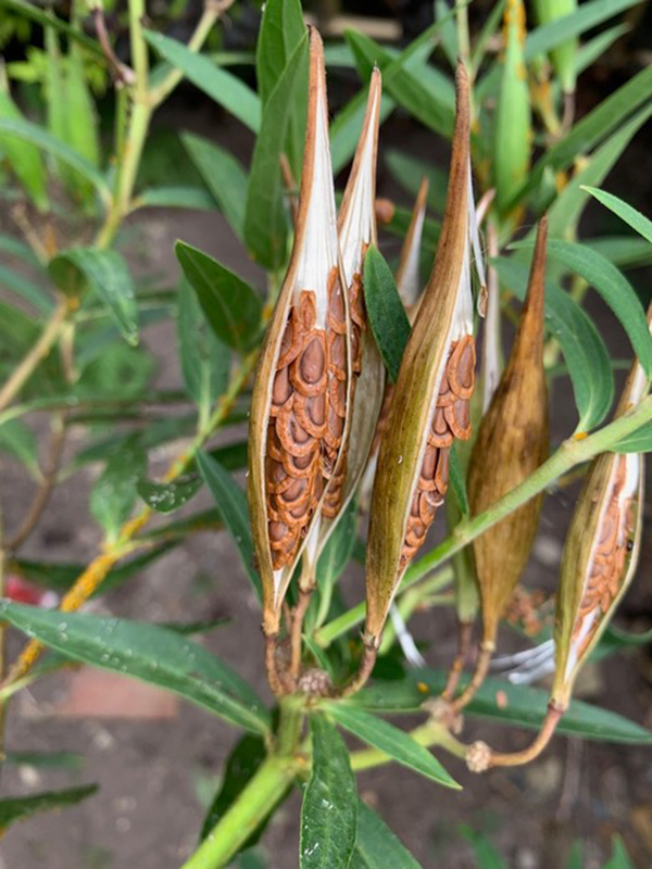 swamp milkweed seed pods