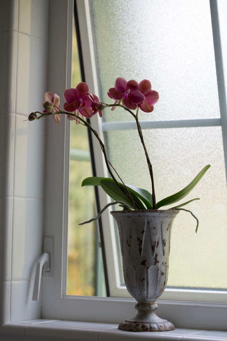 keep your phalaenopsis orchid in its plastic nursery pot and set that pot into a decorative planter (as above). this makes it easy to water the orchid—just set the plastic pot in the sink when it’s time—and gives you the option to display it in an urn or vase that has no drainage holes. photograph by mimi giboin for gardenista.