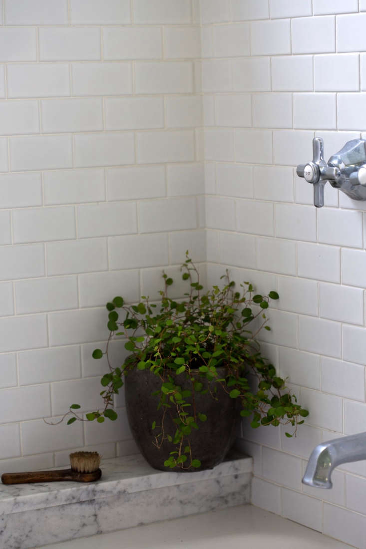 angel vine (muehlenbeckia) hails from a humid climate and to keep it from drying out in indoor air, place near an open window or doorway that opens onto fresh air. photograph by mimi giboin for gardenista.