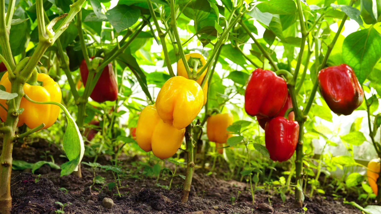 a shot of several developing capsicum crops that shows growing bell varieties in hues of bright yellow and red