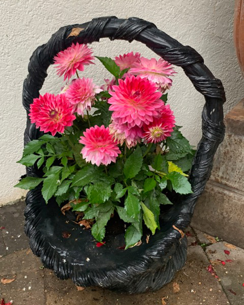 pink dahlias in vintage basket container