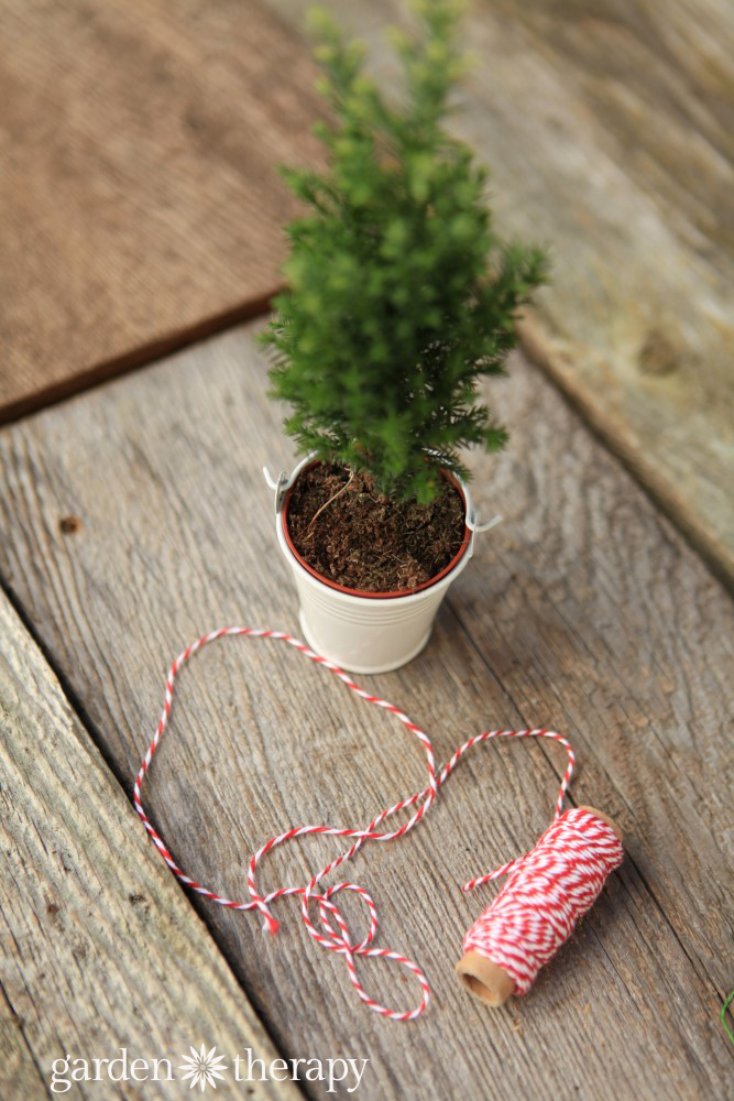 miniature conifer