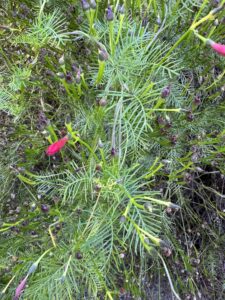 what weeds reveal: using garden ai to diagnose soil problems 4 cypress vine