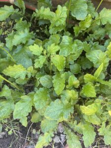 what weeds reveal: using garden ai to diagnose soil problems 5 wild arugula