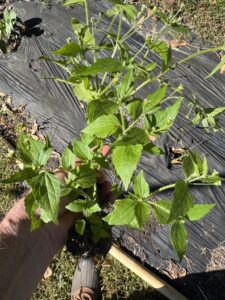 what weeds reveal: using garden ai to diagnose soil problems 6 hairy galinsoga