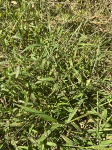 what weeds reveal: using garden ai to diagnose soil problems 3 crab grass