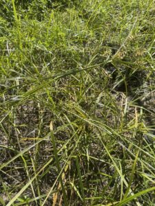 what weeds reveal: using garden ai to diagnose soil problems 2 nutsedge