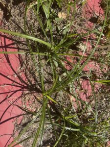 what weeds reveal: using garden ai to diagnose soil problems 8 yellow nutsedge