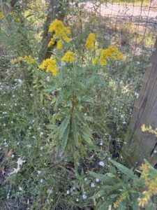 what weeds reveal: using garden ai to diagnose soil problems 7 golden rod