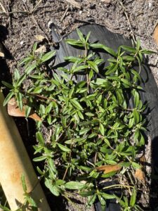 what weeds reveal: using garden ai to diagnose soil problems 9 common chickweed