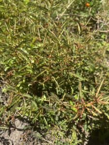 what weeds reveal: using garden ai to diagnose soil problems 10 spurge