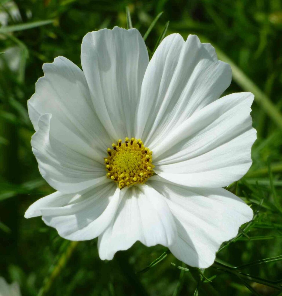 13 flower seeds to plant in march 3 seeds plant march