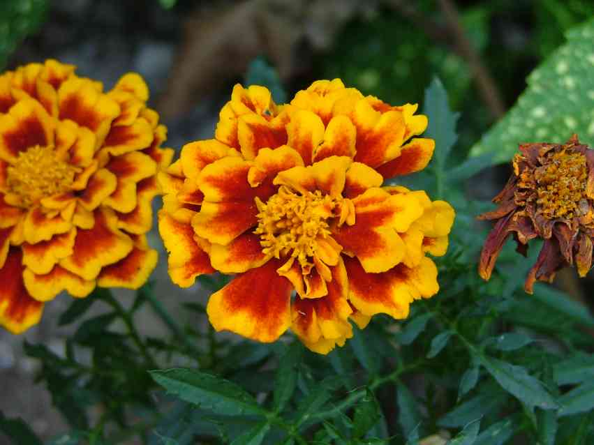 19 best plants to grow in april - vegetales & herbs 14 plants grow april