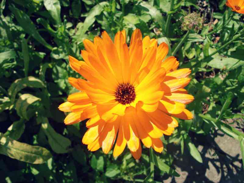 13 flower seeds to plant in march 6 calendula