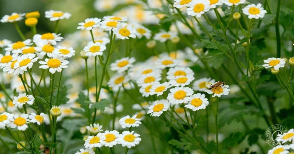 white and yellow daisy-like flowers bloom, with a bee perched on one of the blossoms among green leaves—showing the beauty you’ll see when you learn how to grow chamomile.