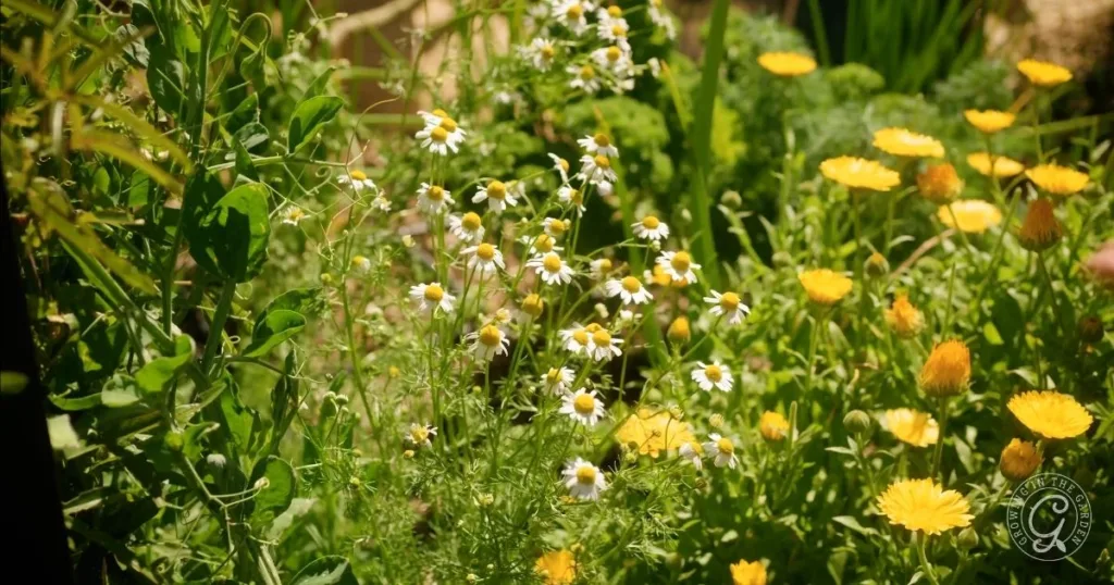 how to grow chamomile in hot climates 34 a garden with blooming yellow and white flowers, like chamomile, surrounded by green leaves and plants in sunlight—perfect inspiration for learning how to grow chamomile at home.