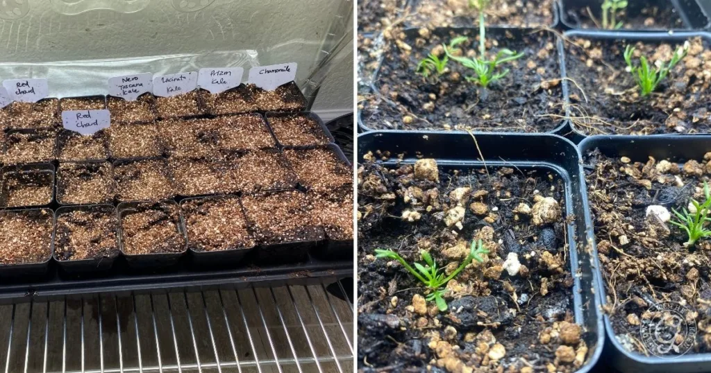 how to grow chamomile in hot climates 32 left: labeled seed pots with soil, right: seedlings sprouting in pots on soil—an easy visual guide for how to grow chamomile from seeds to healthy sprouts.
