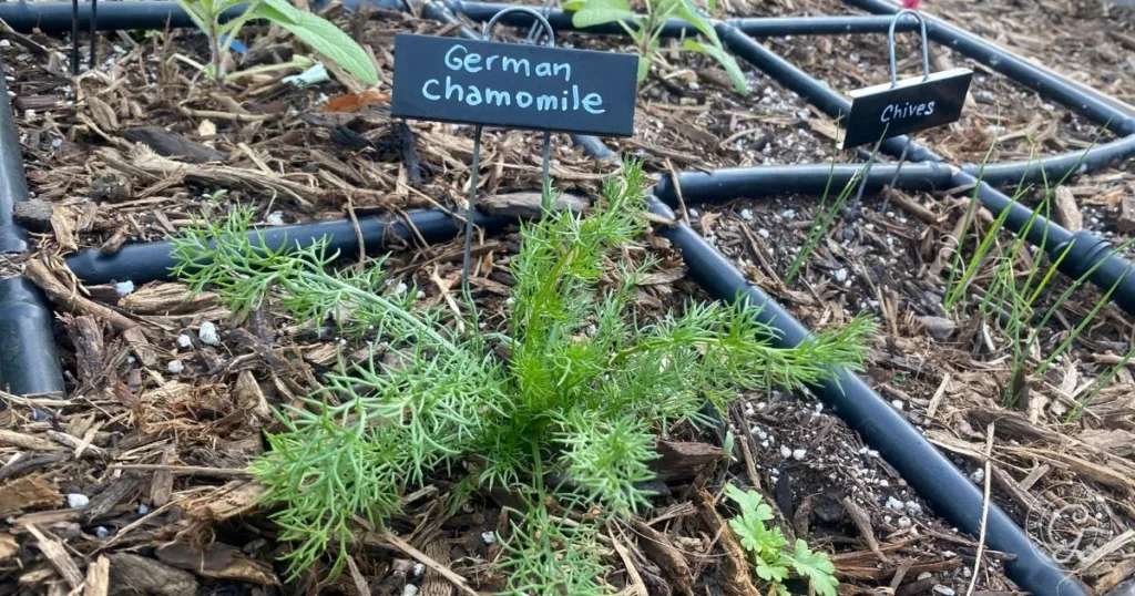 how to grow chamomile in hot climates 33 a young german chamomile plant grows in a garden bed, labeled with a small sign. chives grow nearby, showing how to grow chamomile successfully alongside companion herbs.