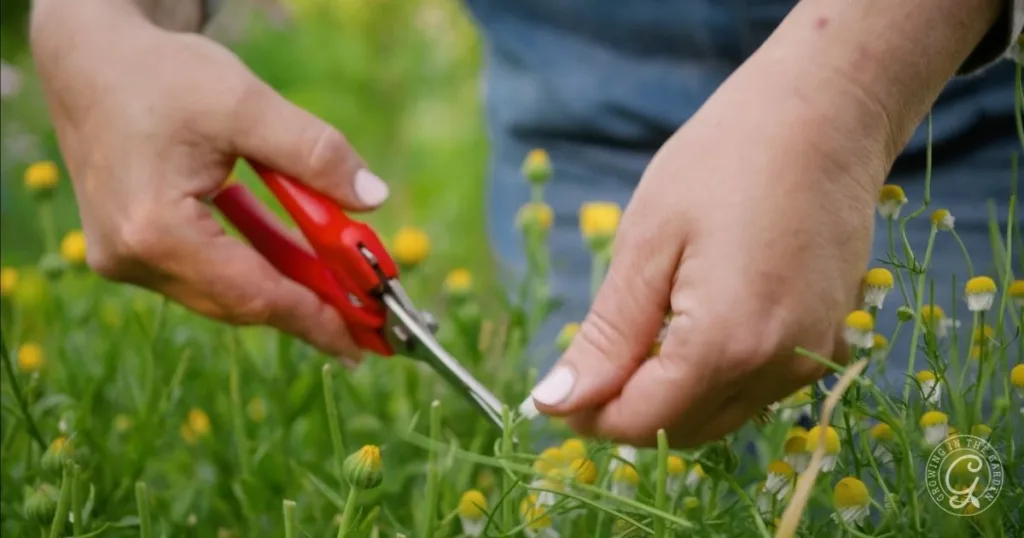 how to grow chamomile in hot climates 37 hands using red scissors to harvest small yellow chamomile flowers in a green field, showing a step in how to grow chamomile.