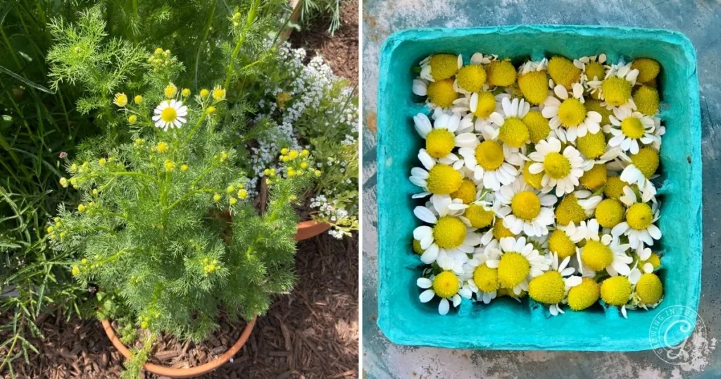 how to grow chamomile in hot climates 35 left: chamomile plant in a pot, demonstrating how to grow chamomile indoors. right: freshly harvested chamomile flowers in a blue container.