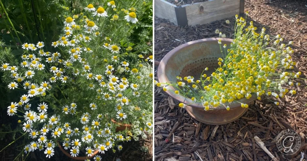 how to grow chamomile in hot climates 36 side-by-side images show blooming chamomile plants in a garden and in a brown ceramic pot, illustrating how to grow chamomile in different settings.