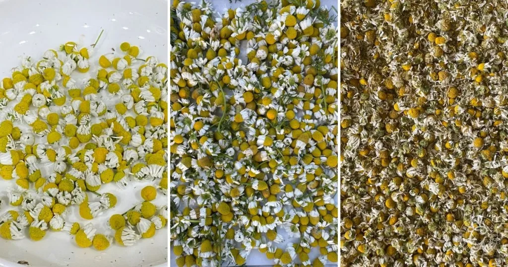 how to grow chamomile in hot climates 39 three panels showing chamomile flowers in different stages: fresh, scattered, and dried—a helpful visual for anyone learning how to grow chamomile.