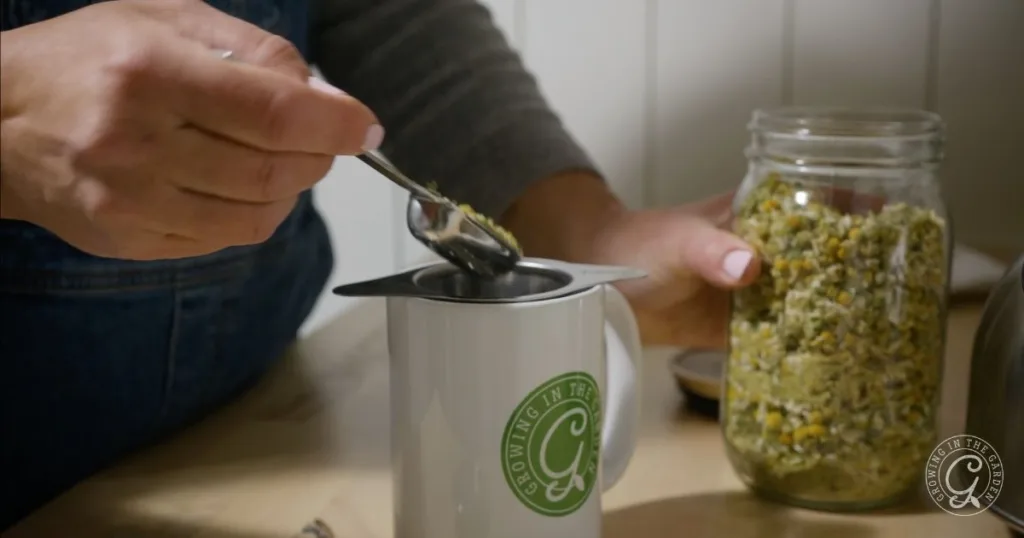 how to grow chamomile in hot climates 40 a person scoops dried herbs, like homegrown chamomile, from a jar into a tea infuser on a white mug—perfect for those learning how to grow chamomile and enjoy it in homemade teas.