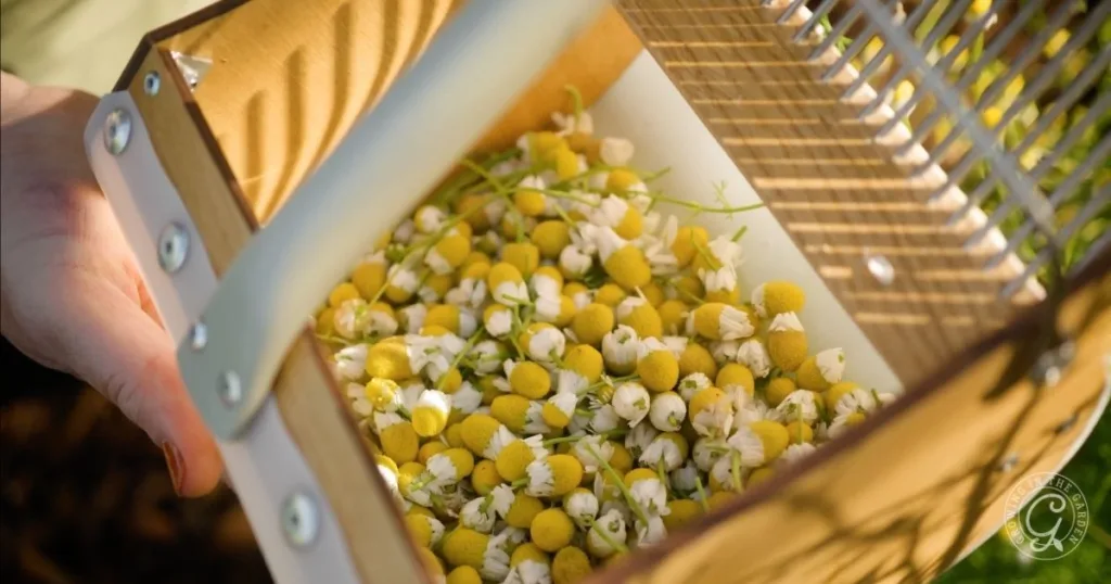 how to grow chamomile in hot climates 41 a hand holds a wooden basket filled with freshly picked chamomile flowers—perfect inspiration for learning how to grow chamomile in your own garden.