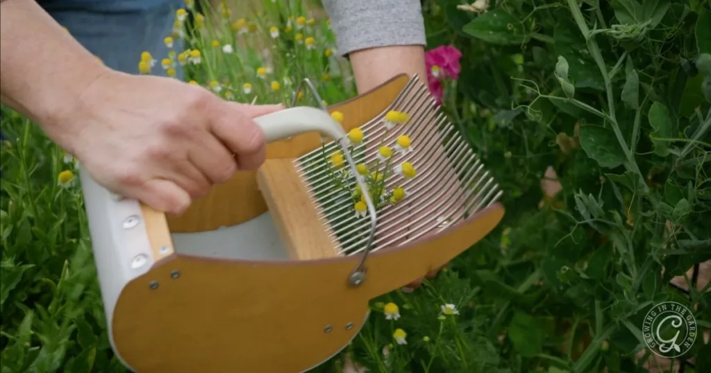 how to grow chamomile in hot climates 38 a person harvesting chamomile flowers with a wooden and metal hand rake in a garden, demonstrating part of the process in how to grow chamomile.