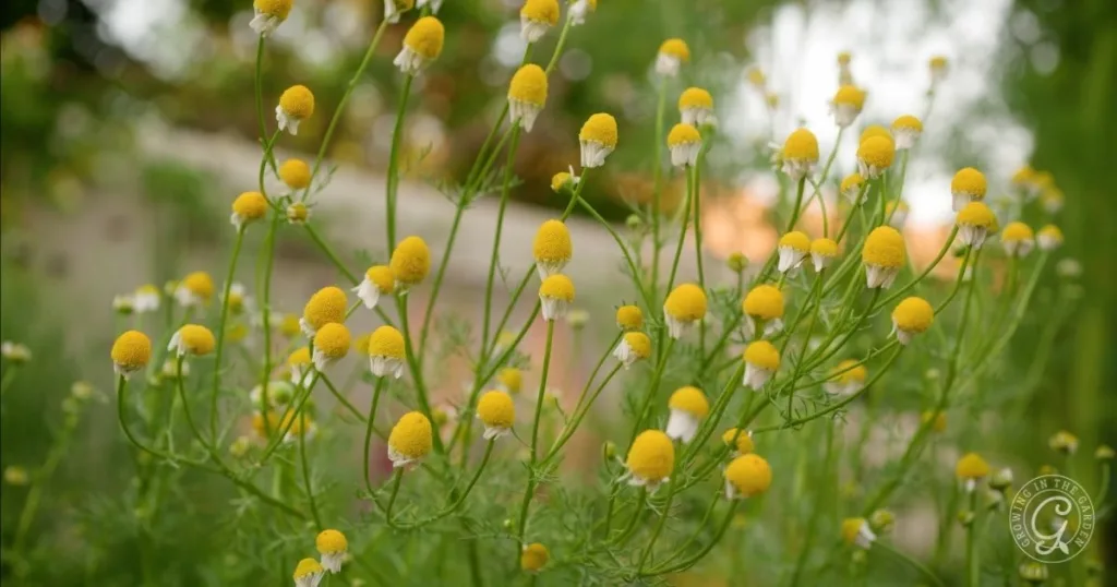 how to grow chamomile in hot climates 42 yellow and white chamomile flowers growing outdoors with green stems and a blurred background, perfect for anyone interested in learning how to grow chamomile in their own garden.