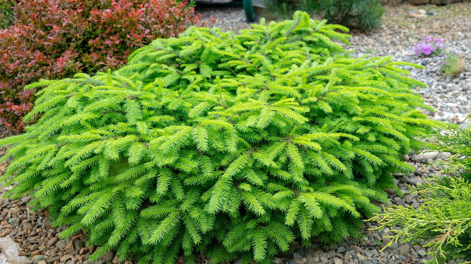 a lovely and compact 'little gem' norway spruce appearing to have bright green leaves with woody stems placed somewhere with sunlight