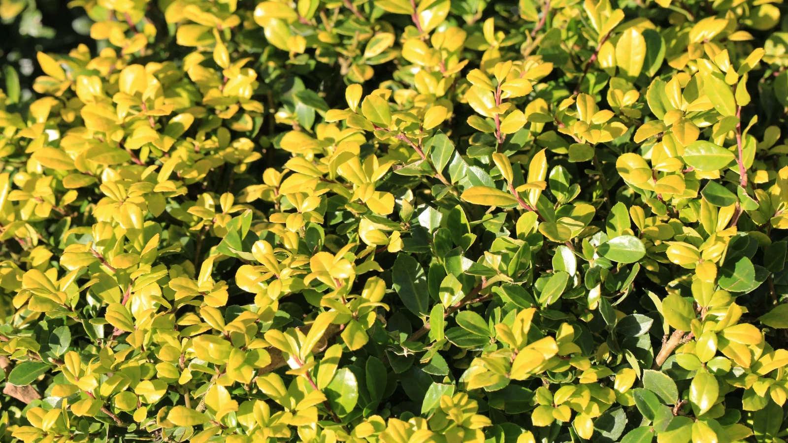 a round, dense bush of japanese holly with soft-textured, dark green foliage, the leaves small and slightly curved with a smooth texture, creating a gentle, plush appearance.