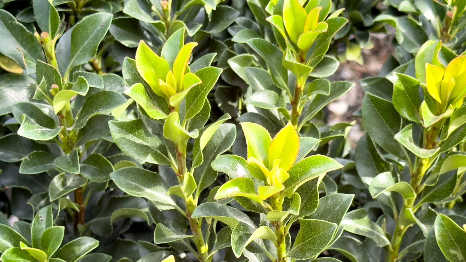 a layer of green and lush 'minor' indian hawthorn leaves appearing to form spires on woody stems
