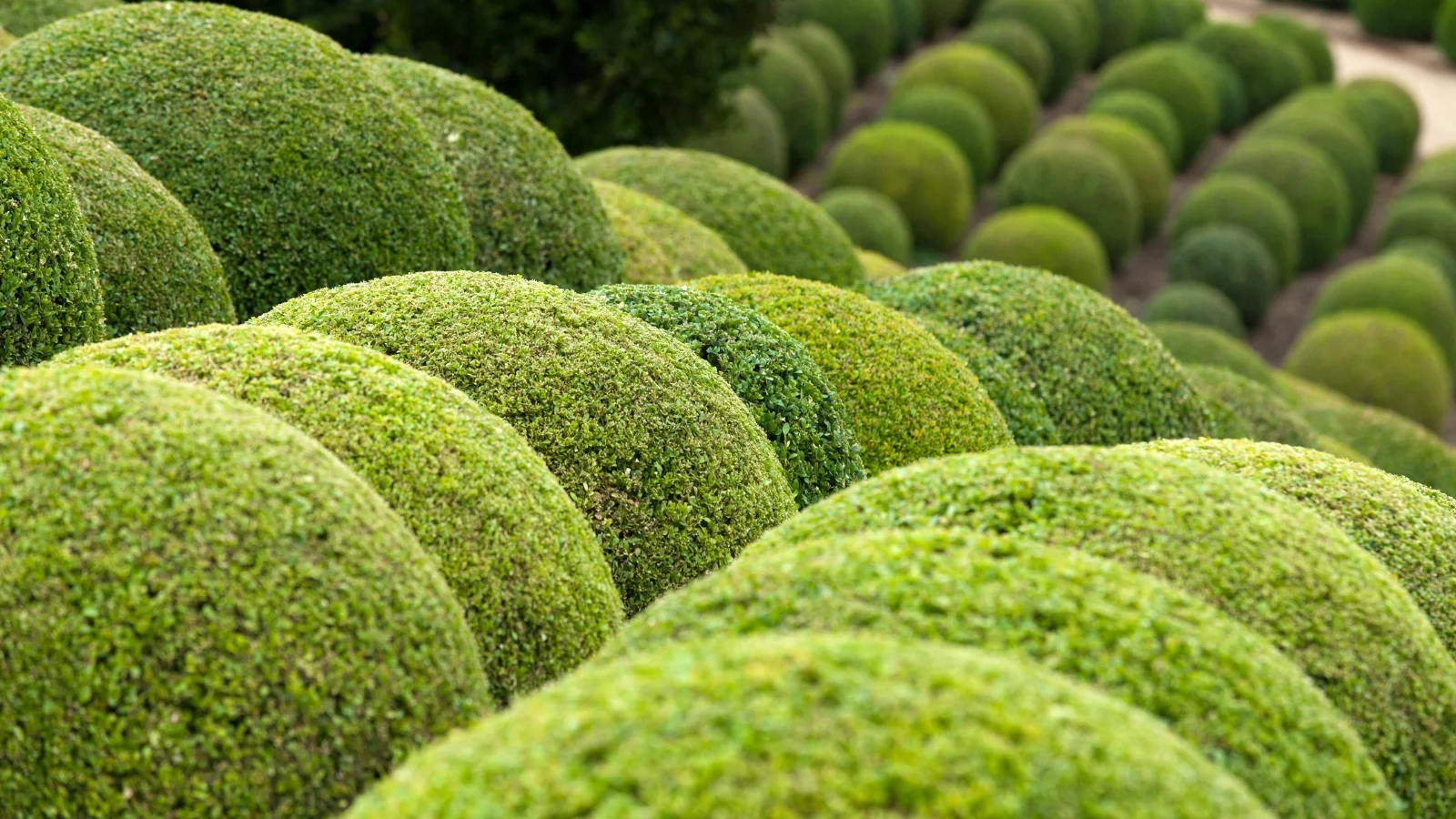 a close-up of boxwood plants reveals dense clusters of glossy, oval-shaped leaves, boasting a vibrant shade of deep green. these leaves also form a lush backdrop, providing an evergreen presence in the garden, enhancing its aesthetic appeal and creating a sense of tranquility.