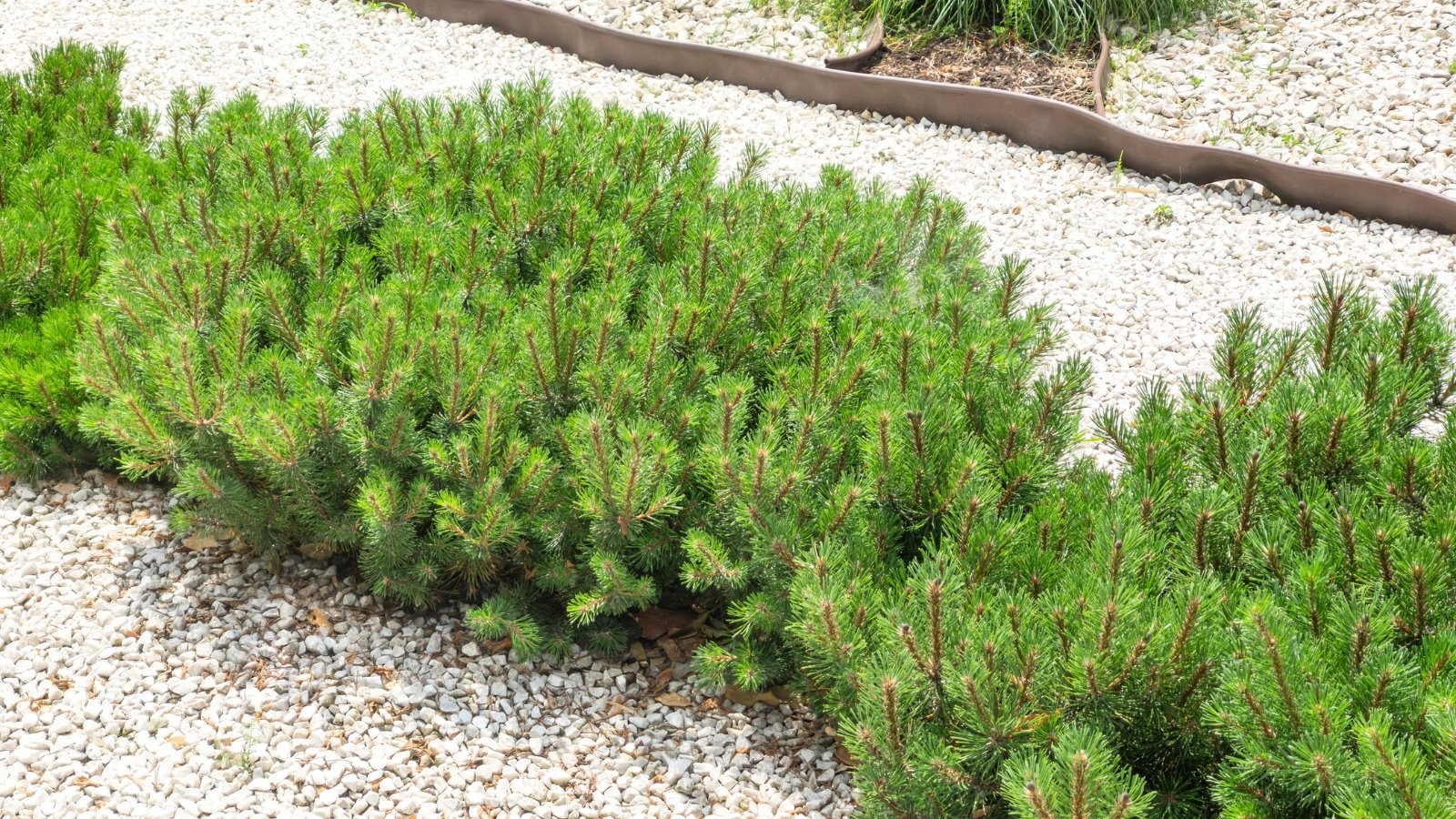 a row of short, rounded shrubs with dark green needle clusters spreads low in the bed.