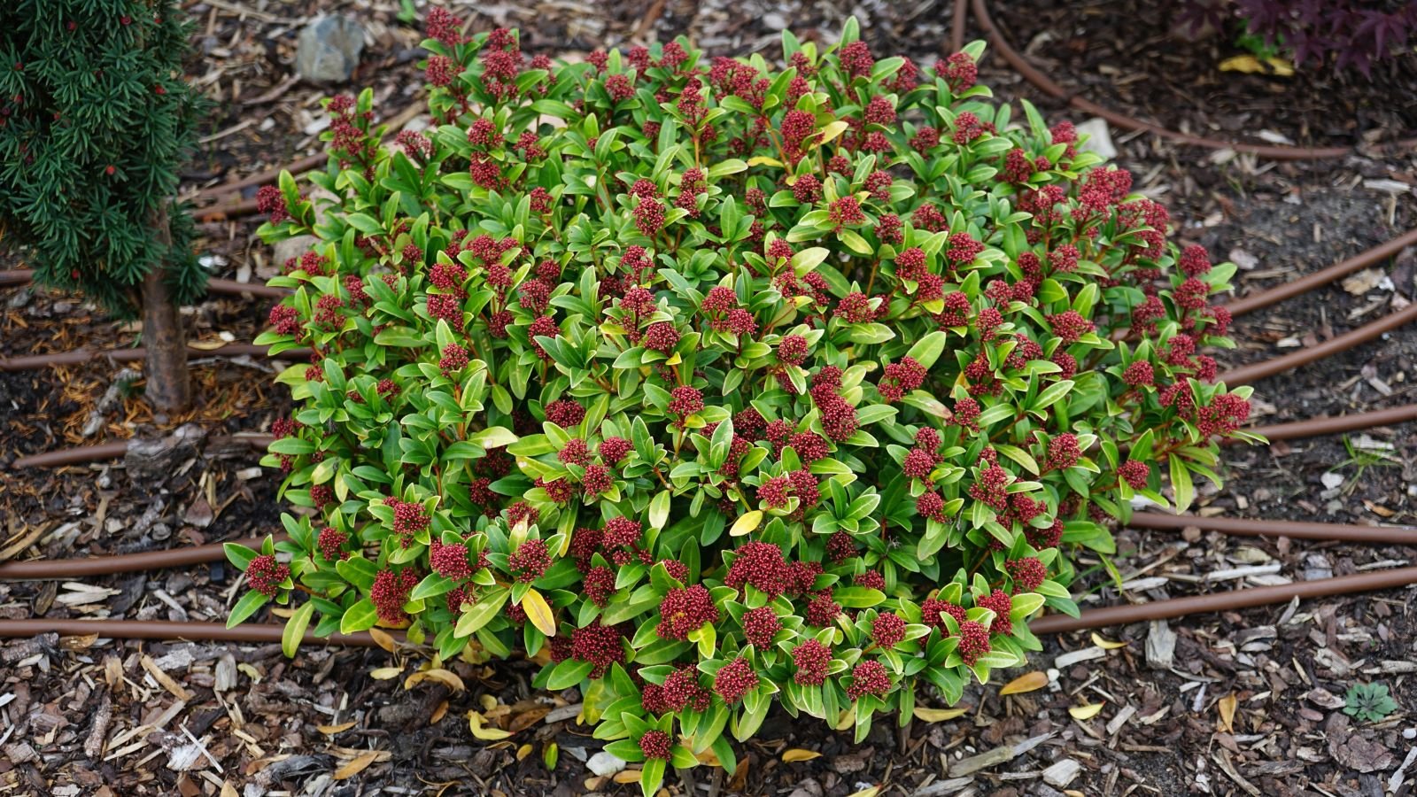 a low-growing and compact japanese skimmia appearing to have bright green leaves and small red berry clusters on mulched soil