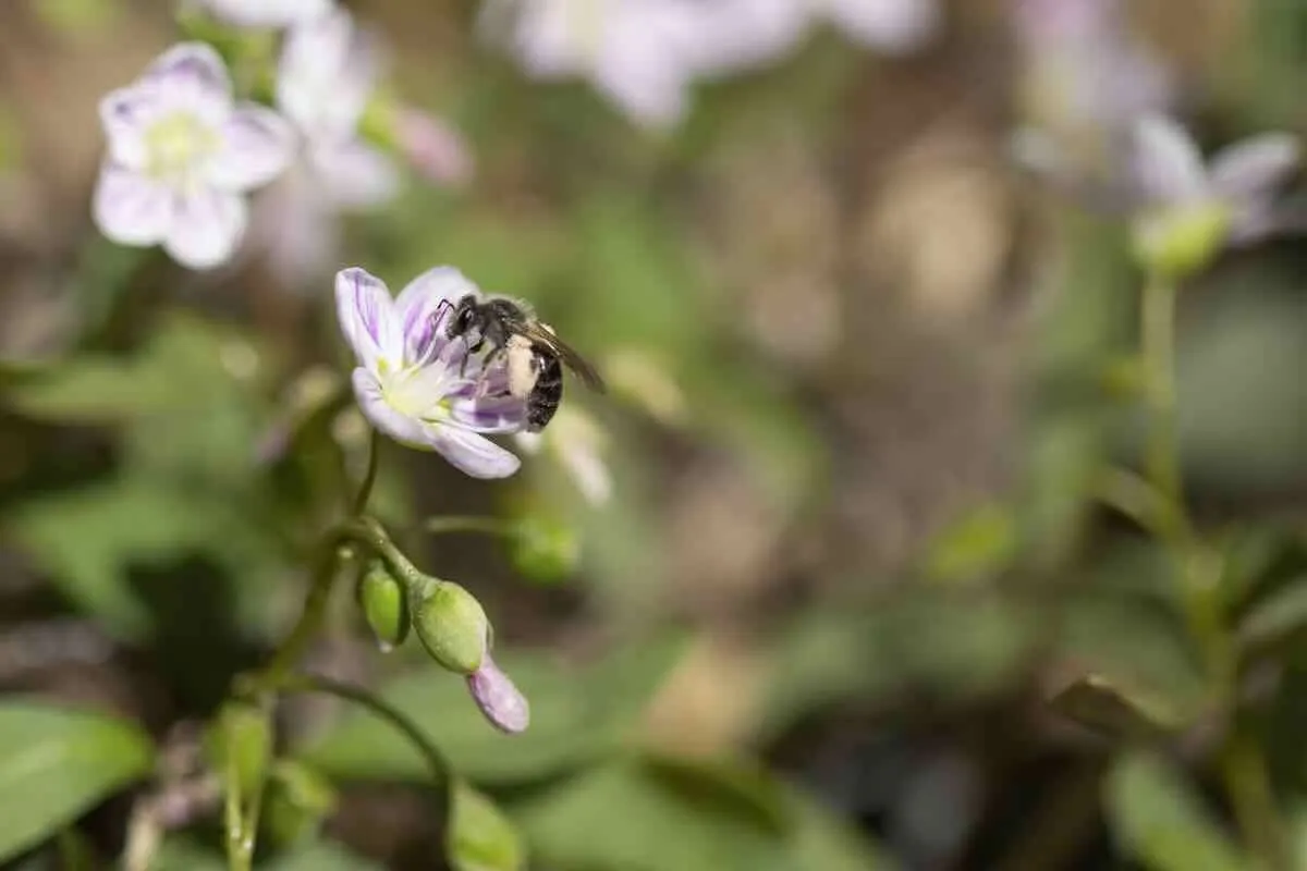 what about those 'keystone plants'? with uli lorimer 18 what about those 'keystone plants'? with uli lorimer