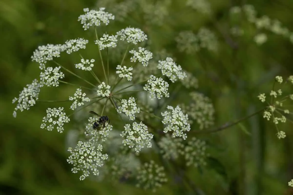 what about those 'keystone plants'? with uli lorimer 17 what about those 'keystone plants'? with uli lorimer