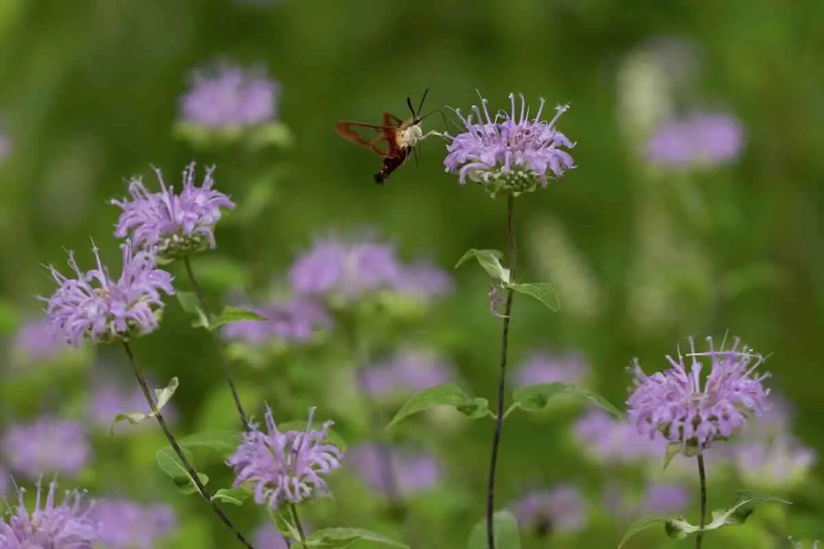 what about those 'keystone plants'? with uli lorimer 16 what about those 'keystone plants'? with uli lorimer