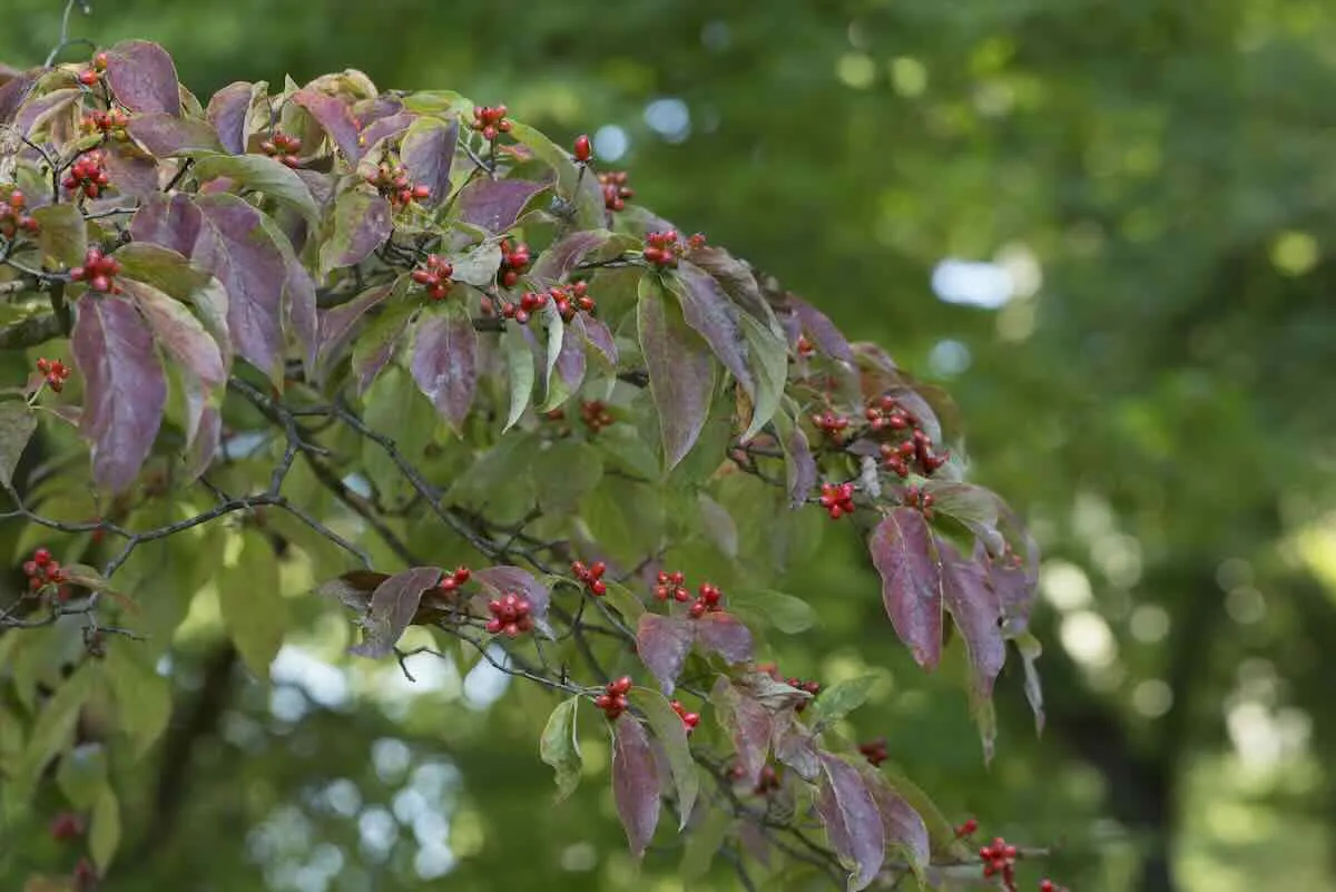 what about those 'keystone plants'? with uli lorimer 20 what about those 'keystone plants'? with uli lorimer