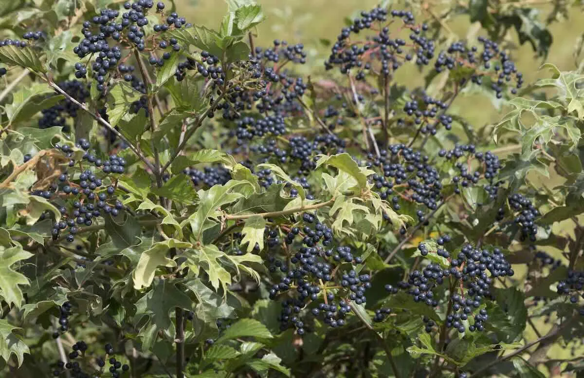 what about those 'keystone plants'? with uli lorimer 19 what about those 'keystone plants'? with uli lorimer