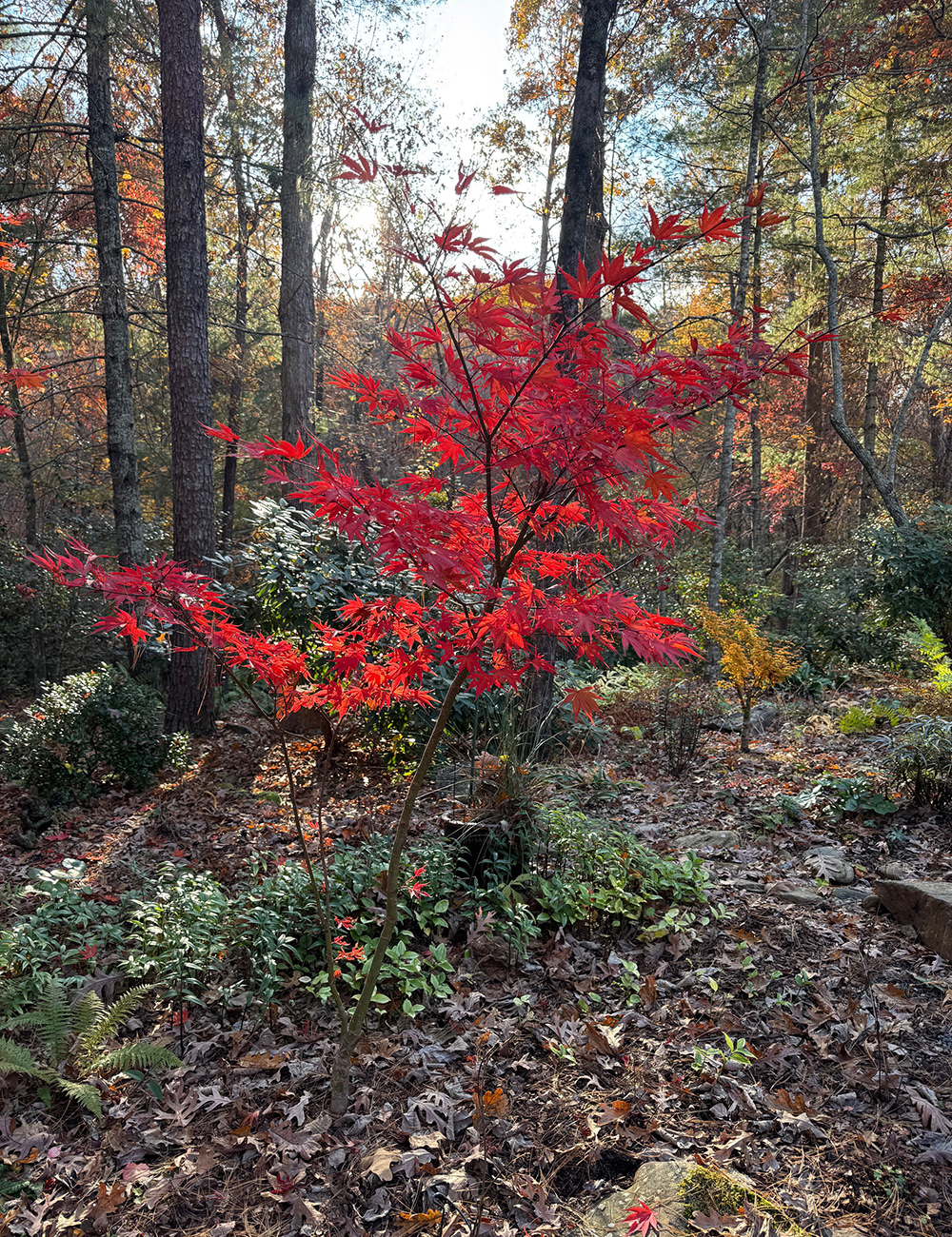 bright red japanese maple
