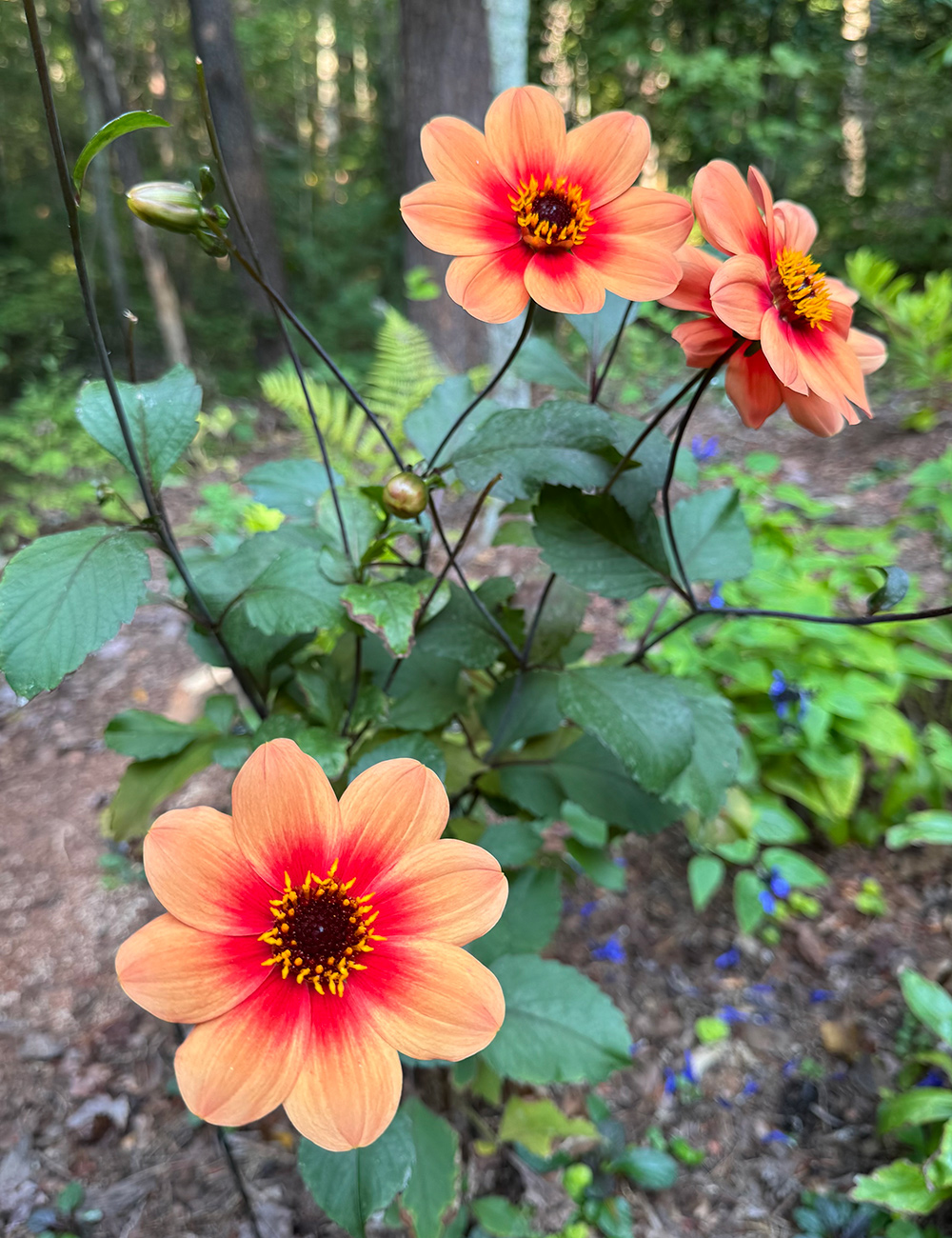 orange dahlias