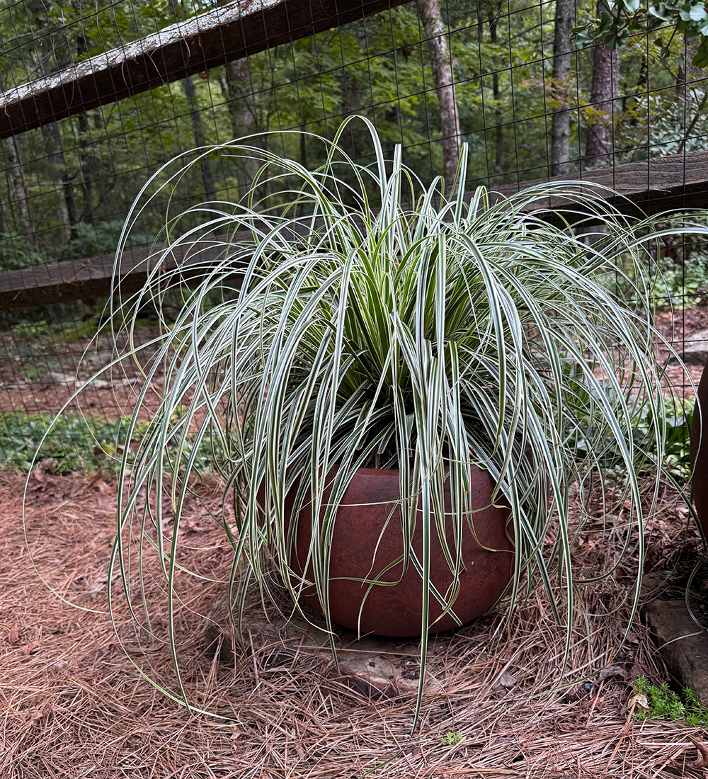 variegated sedge in a container
