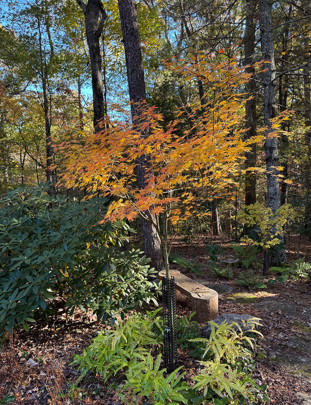 japanese maple with golden foliage