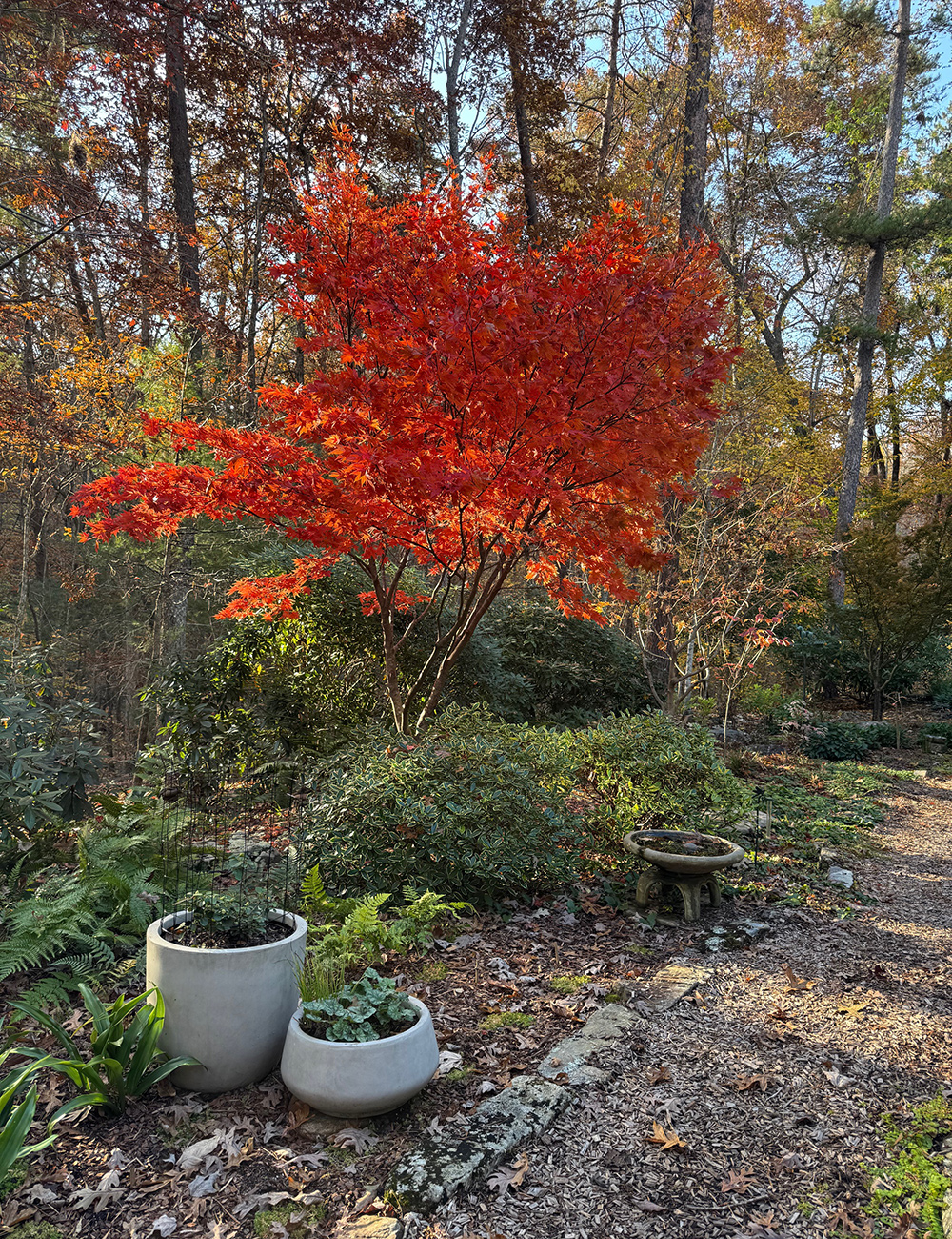 deep orange japanese maple