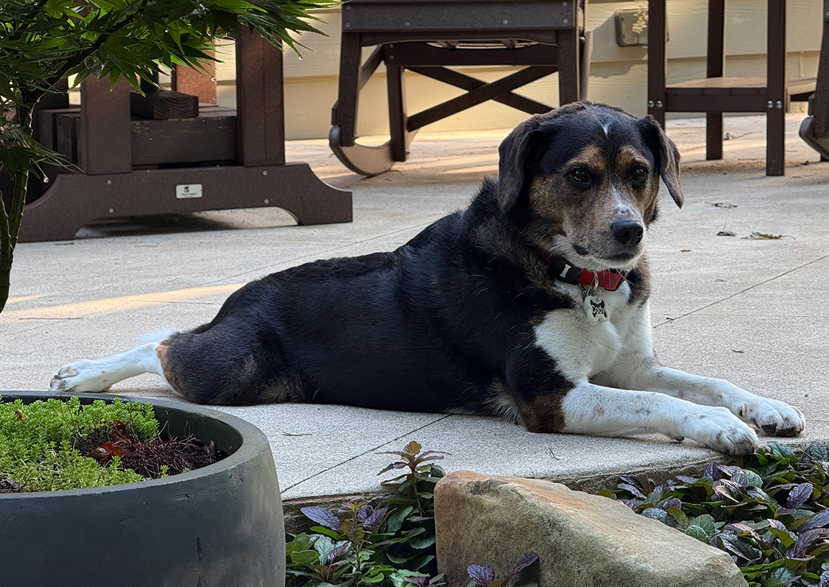dog laying on garden patio