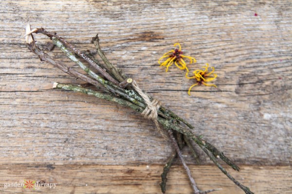 harvested branches of witch hazel