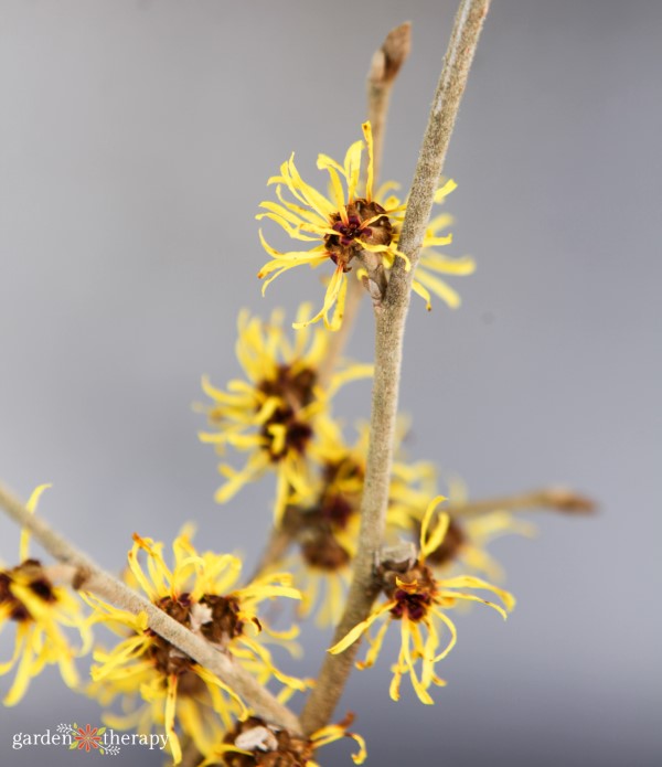 witch hazel plant in bloom