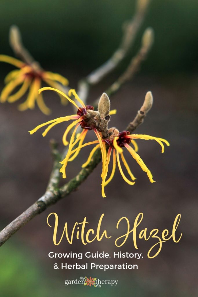 witch hazel plant: a gorgeous ornamental with skin care properties 8 witch hazel growing guide and herbal preparation